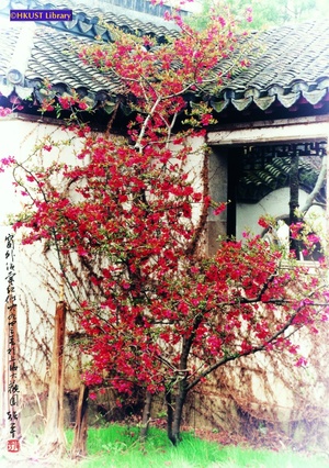 窗外海棠紅似火 = Red flowers